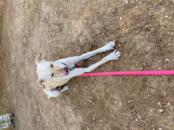 כלבה מעורבת כלב רוח עם כנעני