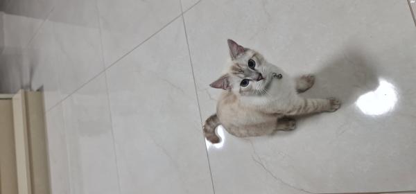 חתול סקוטי סטרייט בן 8