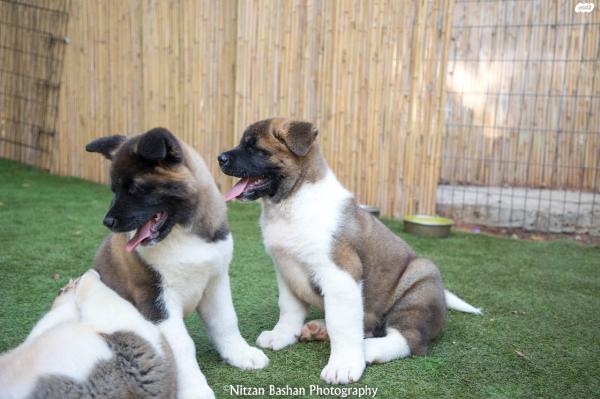 גורי אקיטה אמריקאי מתועדים!! סבא