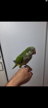 קוואקר האכלת יד 300₪ כולל