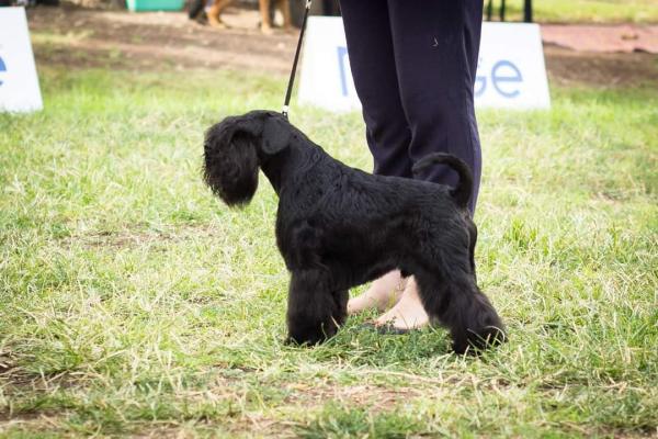 גורים שנאוצר ננסי , מי