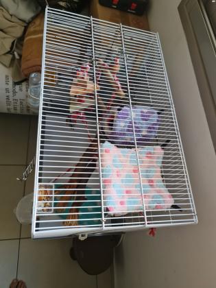 כיסנאי דואה/שוגר גליידר נקבה כמעט