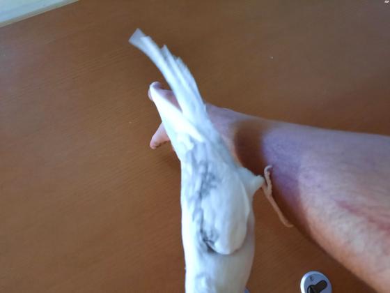 קוקטייל האכלת יד ברמה שורק