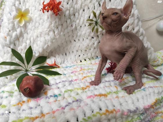 למכירה גורי ספינקס אלף וקנדיים