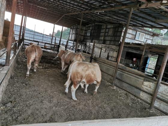 שלושה עגלים למכירה