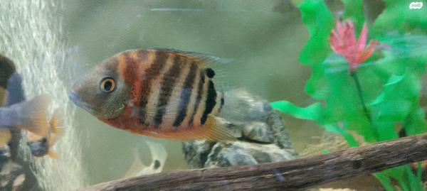 סקטפגוס ירוק 50עוד סוגי דגיםציקלידים