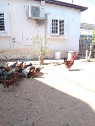 תרנגולות ערביות זכרים +נקבות +אפרוחים