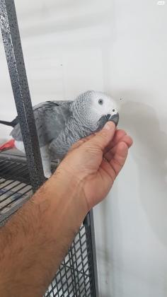 תוכי ז'אקו למכירה חברותי עם