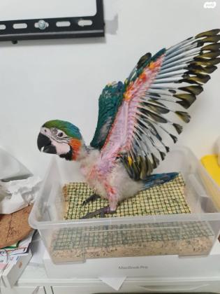 גוזלי היבריד בדוקי מין ומחלות ומוטבעים