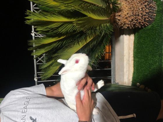 ארנבות לבקניות לבנות כשלג עם