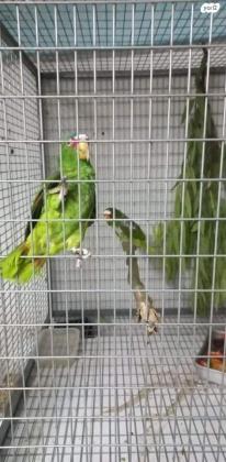 אמזונה וויט פרונט (משקפיים) מטובעים