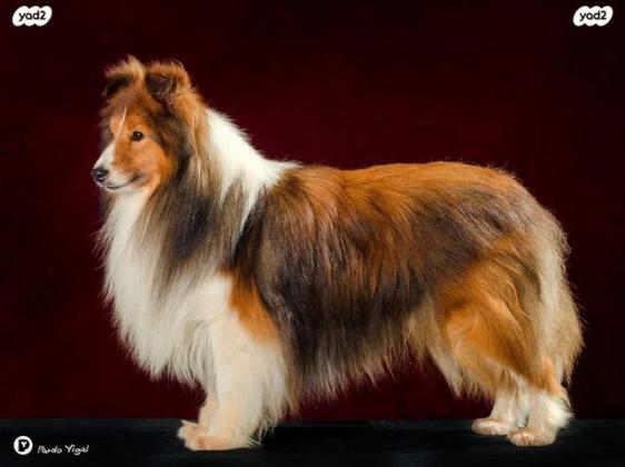 גורי שלטי כלב רועים שטלנדי