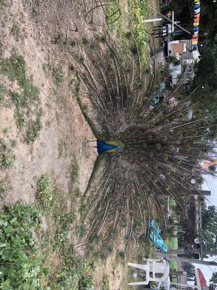 טווסים יפים למכירה!!!זכרים ונקבות