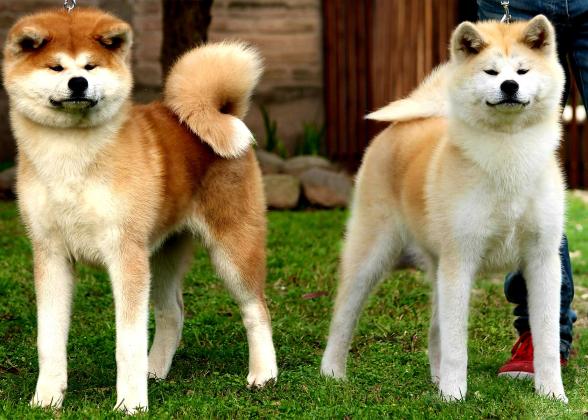 גורי אקיטה אינו יפני מושלמים