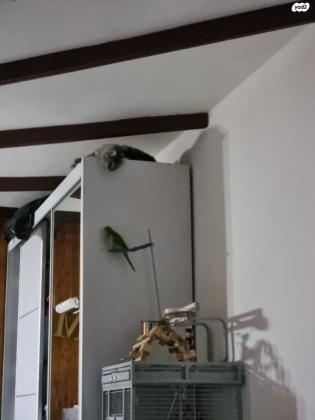 תוקי מושלם חברותי מאוד אוהב