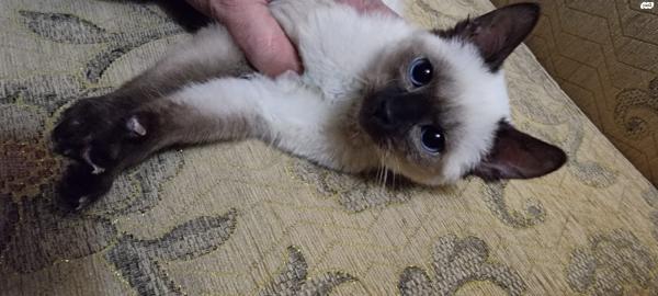 גור סיאמי זכר גזעי בן