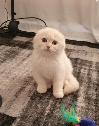 חתול סקוטי פולד עם ניסיון, מחפש כלה