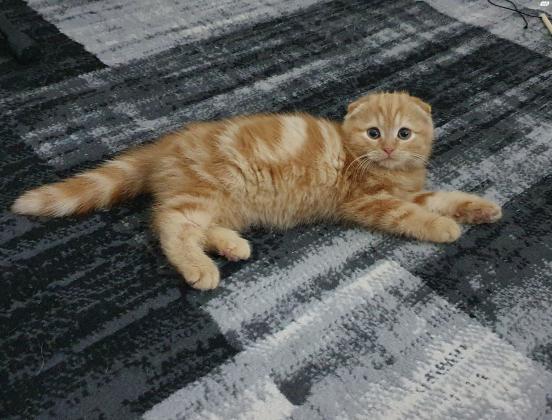 חתול סקוטי פולד עם ניסיון, מחפש כלה