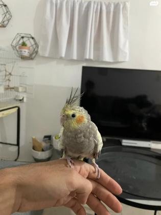 קוקטייל וויט פייס האכלת יד