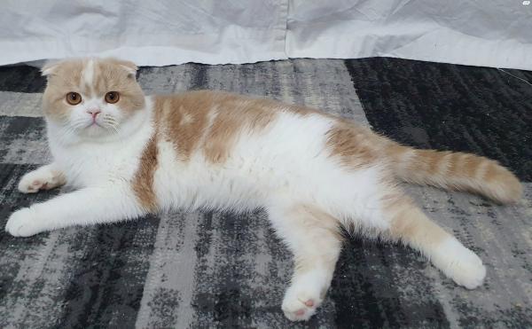 חתול סקוטי פולד עם ניסיון, מחפש כלה