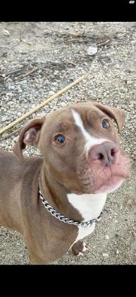 כלב מעורב קאנה קורסו עם