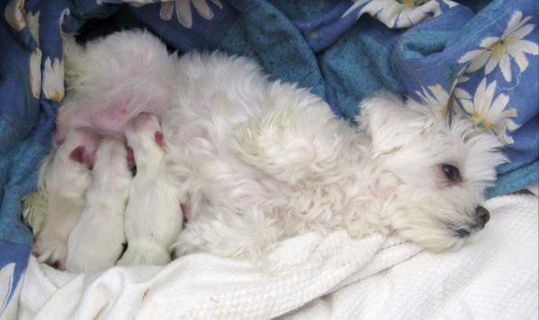 גורי מלטז ננסי, ראש קטן