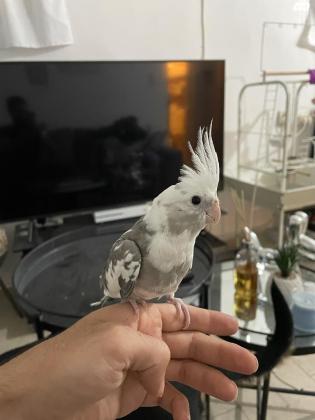 קוקטייל וויט פייס האכלת יד