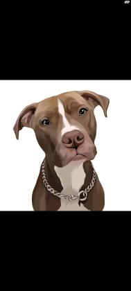 כלב מעורב קאנה קורסו עם