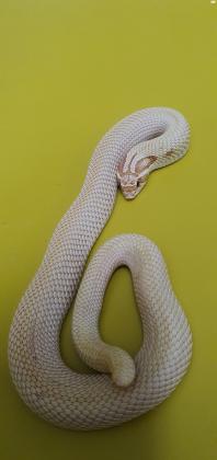 Hogenose Super Toffee Conda, בן