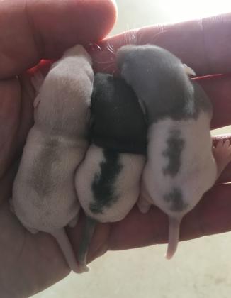 חולדות מיוחדות דמבו, דמבו רקס,