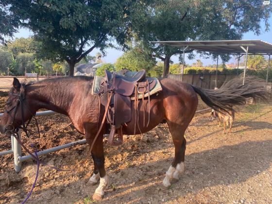 קיוטי, הסוס של ביתי נועה, רוכבת יחידה
