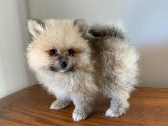 דובי מושלם! למכירה גור פומרניין