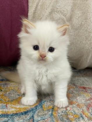 רגדול לבן(red point )בן חודש