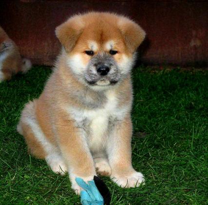 גורי אקיטה אינו יפני מושלמים