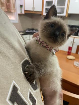 גור חתול סיאמי בת חודשיים בריאה