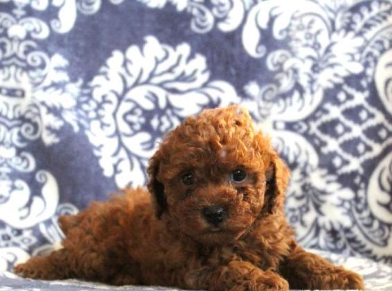 למכירה פודל טוי, גורים ברמה