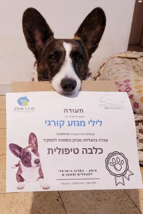 גורי קורגי קרדיגן מהממים (בצבעים:חום