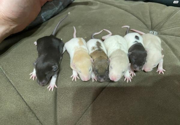 חולדות מיוחדות דמבו, דמבו רקס,