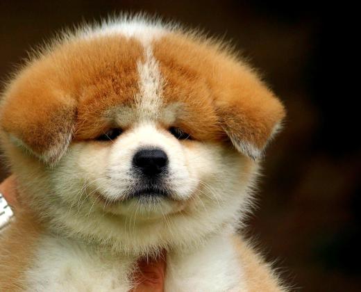 גורי אקיטה אינו יפני מושלמים