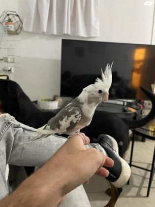 קוקטייל וויט פייס האכלת יד