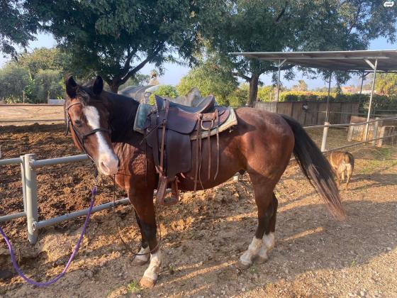 קיוטי, הסוס של ביתי נועה, רוכבת יחידה