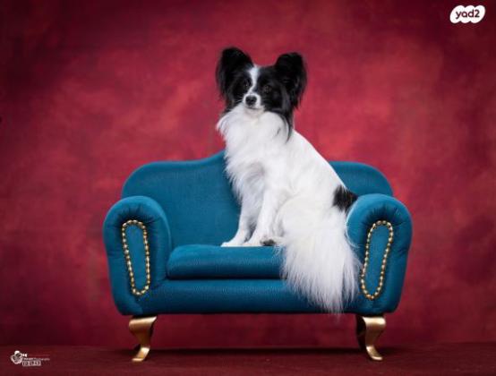 גורי פפיון PAPILLON מוכנים לעבור