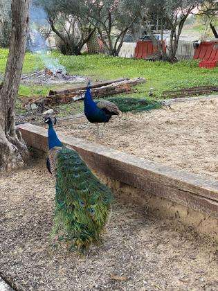 טווסים יפים למכירה!!!זכרים ונקבות