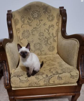 גור סיאמי זכר גזעי בן