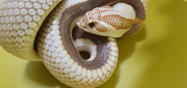 Hogenose Super Toffee Conda, בן