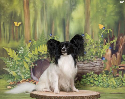 גורי פפיון PAPILLON מוכנים לעבור