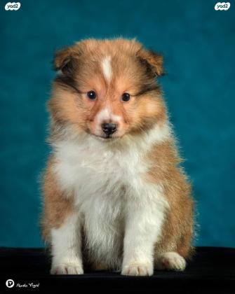 גורי שלטי כלב רועים שטלנדי