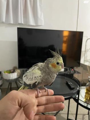 קוקטייל וויט פייס האכלת יד