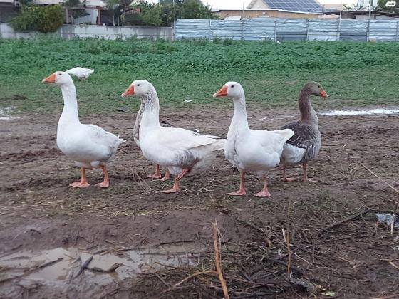 אווזים למכירה יפים וגדולים מחיר