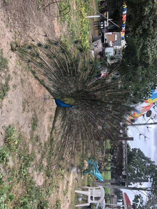 טווסים יפים למכירה!!!זכרים ונקבות